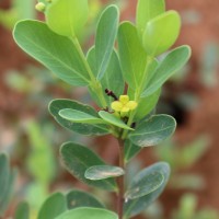 Wikstroemia indica (L.) C.A.Mey.